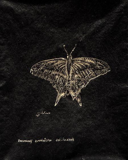 Schaus_Swallowtail_Butterfly